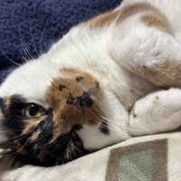 横になった三毛猫のアップ