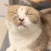 ブラッシングされる猫の写真2