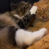 茶トラに噛みつくキジ白