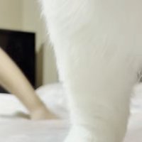 ベッドの上に寝転ぶ子どもと猫