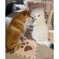 猫と犬
