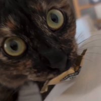 ベッドの上の猫