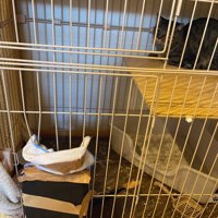 ケージの中にいる猫