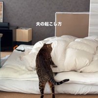飼い主を起こしている猫