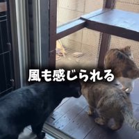 キャットテラスに向かう猫たち