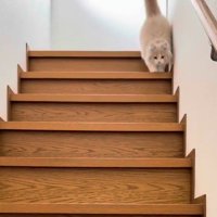 両足をそろえて階段を降りる猫1