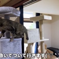 ついていくリムちゃん
