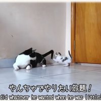 先住猫と子猫
