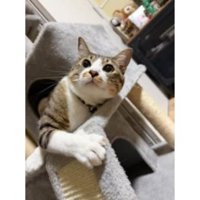 室内にいる猫