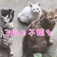 母猫のそばにいる3匹の子猫