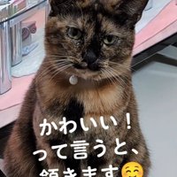 振り向く猫