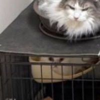 ケージにいる猫