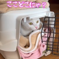 テロップ「ここどこにゃ？」