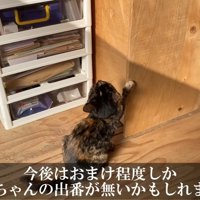 壁に爪を立てる子猫