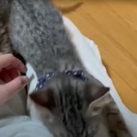 膝の上に乗る猫