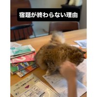 テーブルの上の猫