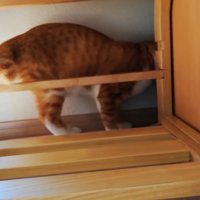 家具の裏を見ている猫