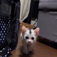 飼い主に視線を向けながらゆっくりと歩いてくる子猫