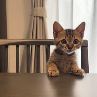 椅子の上に立ってテーブルから顔を覗かせている子猫