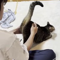 猫と男性
