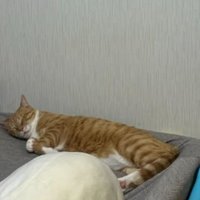 寝ている猫