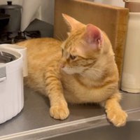 水飲み器を見る猫