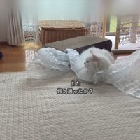 また何か通ったか？