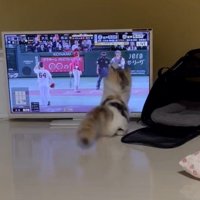 テレビに手を伸ばす猫2