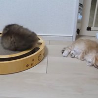 爪とぎで寝る猫