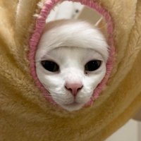 前髪のようなしっぽの猫