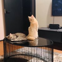 見る
