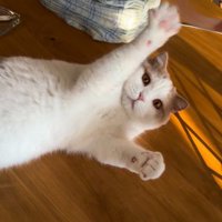 寝転がって前足を広げる猫