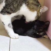 毛づくろい