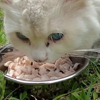 ご飯を食べる猫