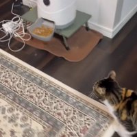 部屋の中を歩く三毛猫