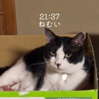 箱の中にいる猫