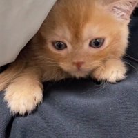 飼い主を睨む子猫