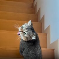 鳴く猫