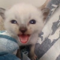 鳴いている子猫