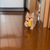 エビフライをくわえて歩く猫