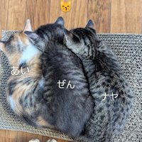 並んで寝ている3匹の子猫