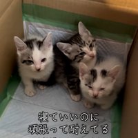 縮こまる猫