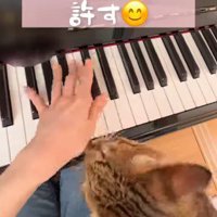 鍵盤を弾く手と見つめる猫