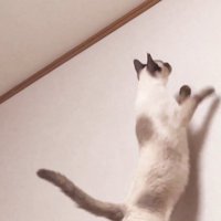 虫を狙う猫