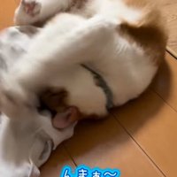 体をくねくねさせる猫