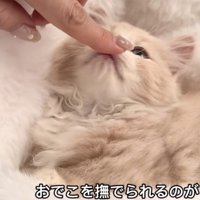 「おでこを撫でられるのが」のテロップ写真%%