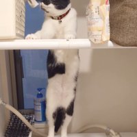 諦める猫