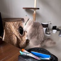 猫用コタツの中にいるミヌエットを見つめるラグドール
