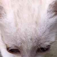 おでこを見せている子猫