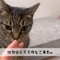 テロップ「仕方なく～」